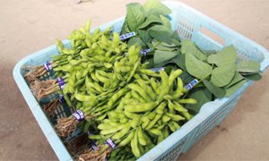 全国のふるさと納税情報ページ。埼玉県草加市のふるさと納税情報。ふるさと納税はSUNチャンネル。