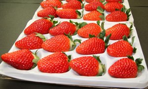 全国のふるさと納税情報ページ。茨城県常陸大宮市のふるさと納税情報。茨城県常陸大宮市のふるさと納税はSUNチャンネルで。
