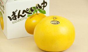 全国のふるさと納税情報ページ。熊本県のふるさと納税情報。熊本県のふるさと納税はSUNチャンネルで。