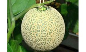 gpfd_c171082371098c9d044040f6afab7e17cbf1da77